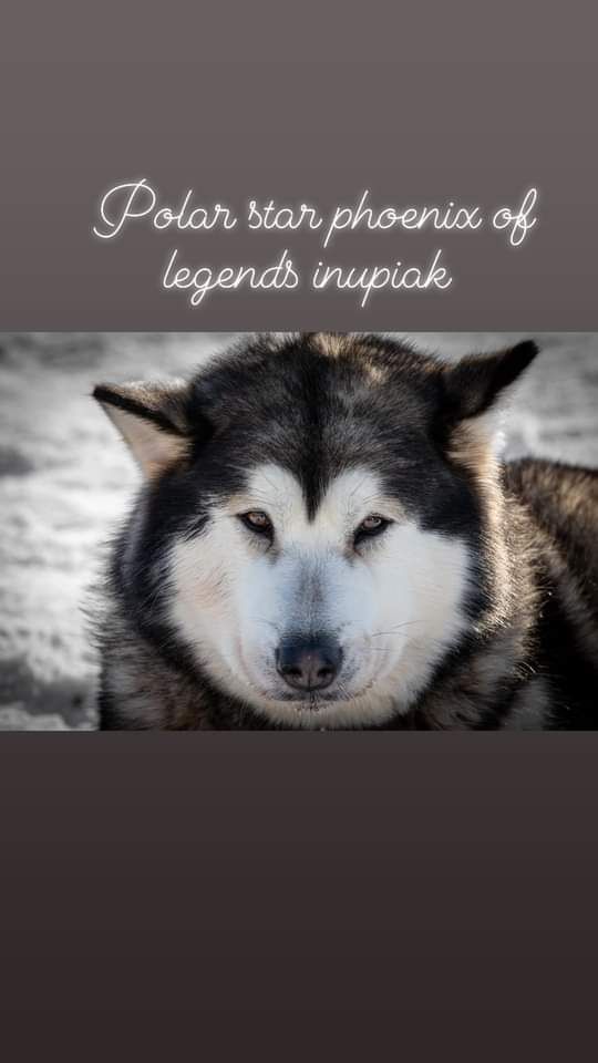 Of Legends Inupiak - Prochaine portée 2024