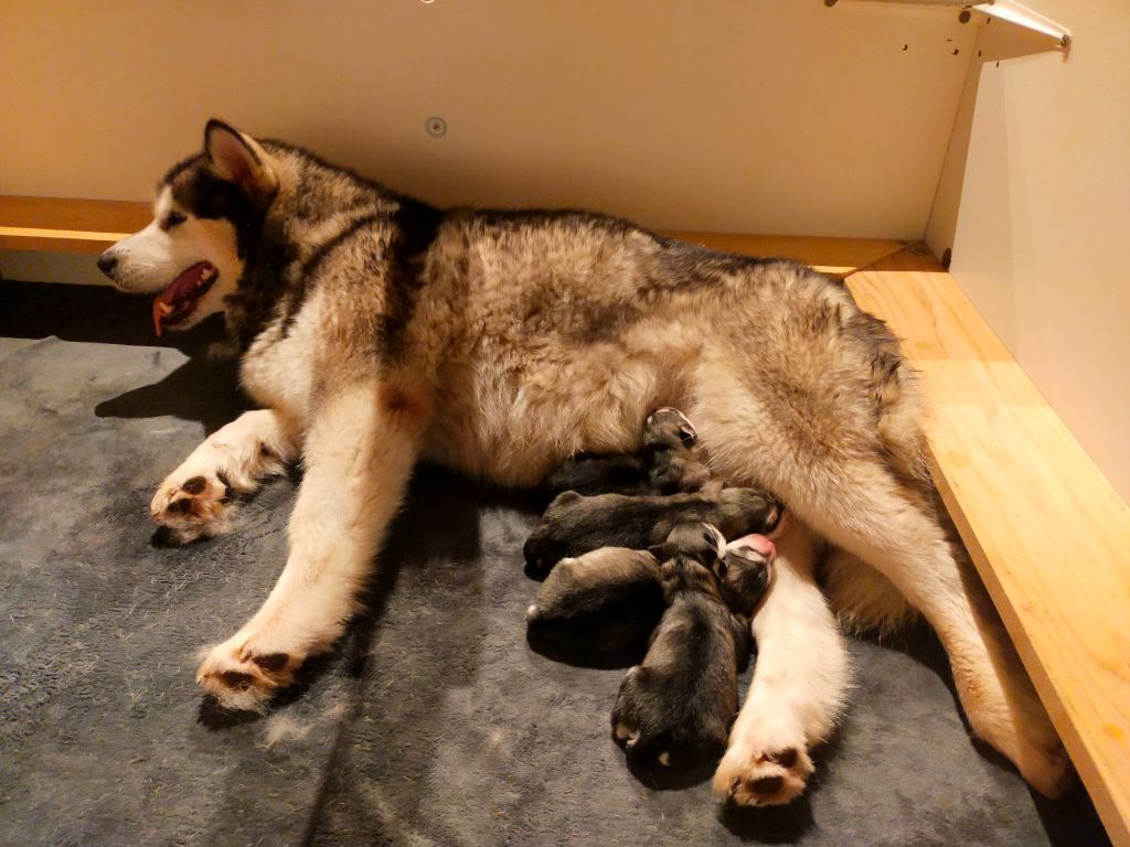 chiot Alaskan Malamute Of Legends Inupiak