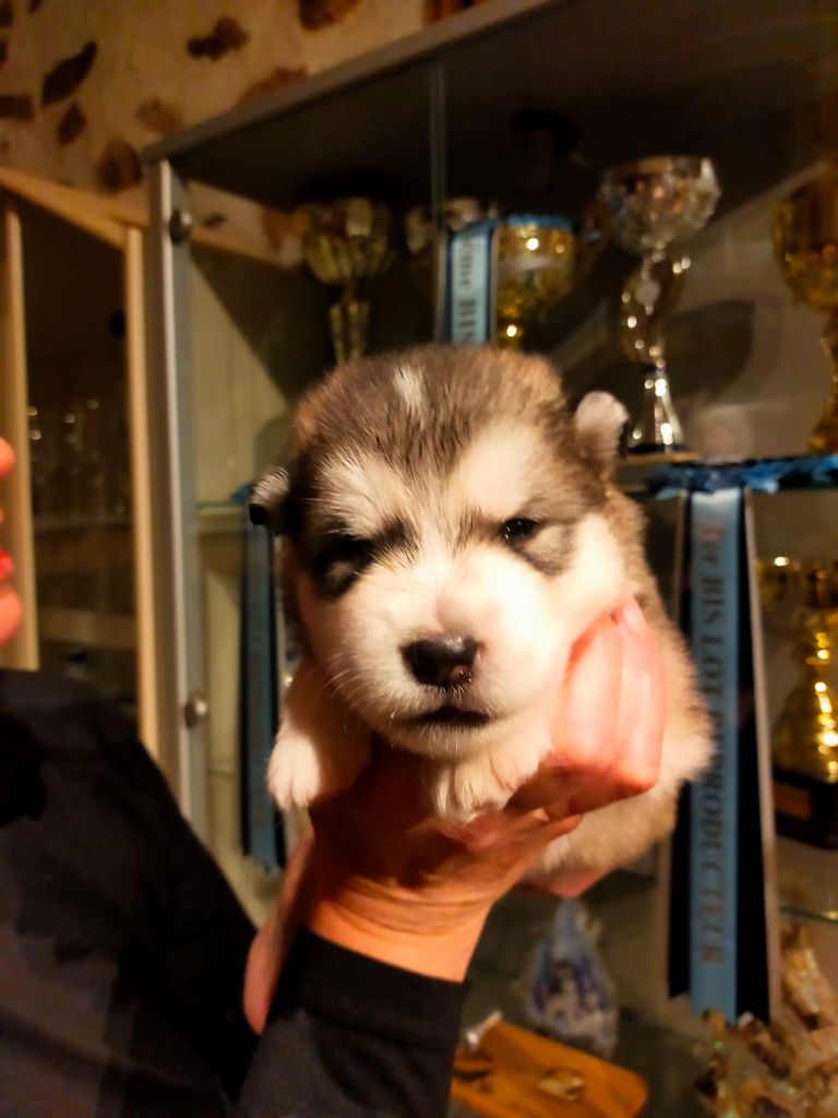 Of Legends Inupiak - Chiot disponible  - Alaskan Malamute