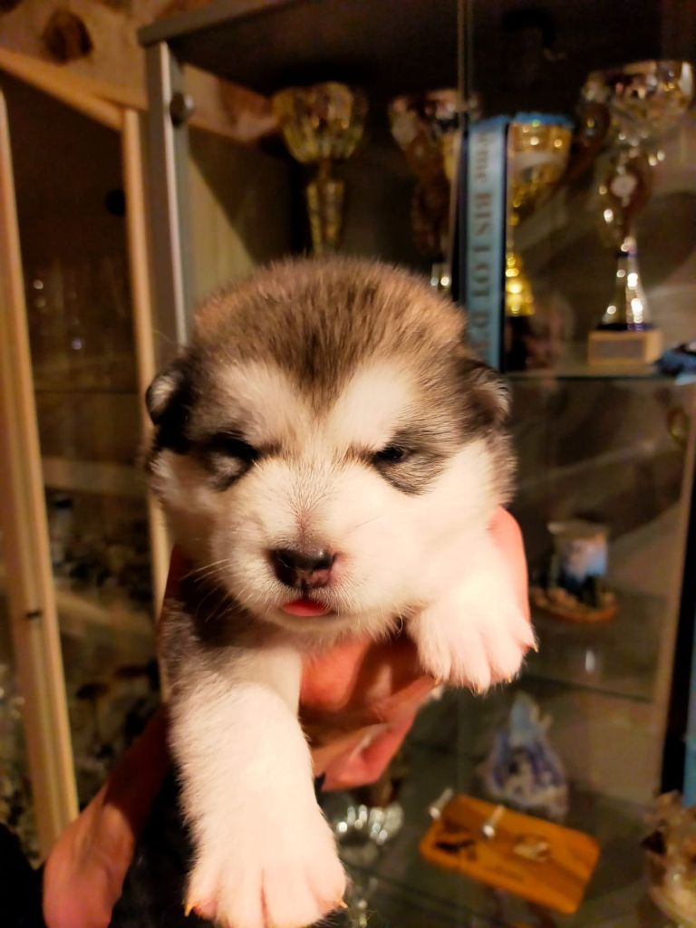 Of Legends Inupiak - Chiot disponible  - Alaskan Malamute