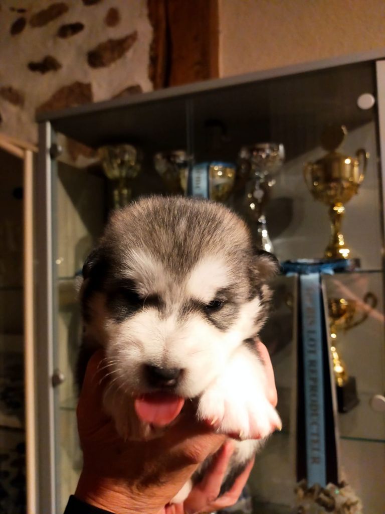 Of Legends Inupiak - Chiot disponible  - Alaskan Malamute