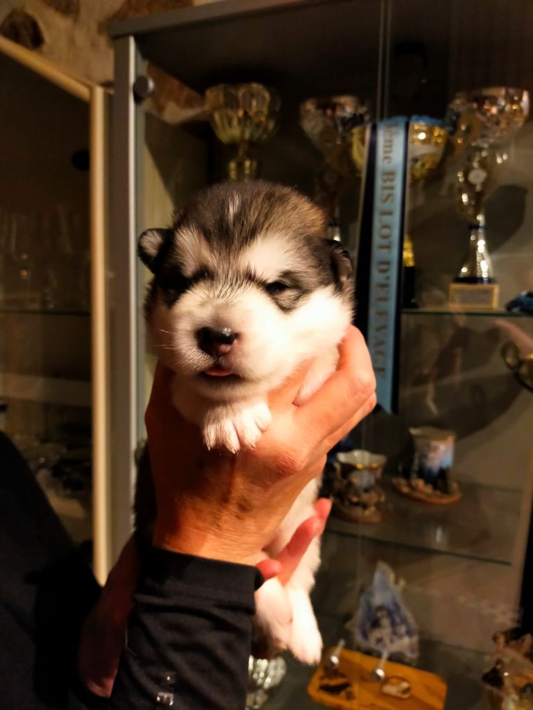 Of Legends Inupiak - Chiot disponible  - Alaskan Malamute