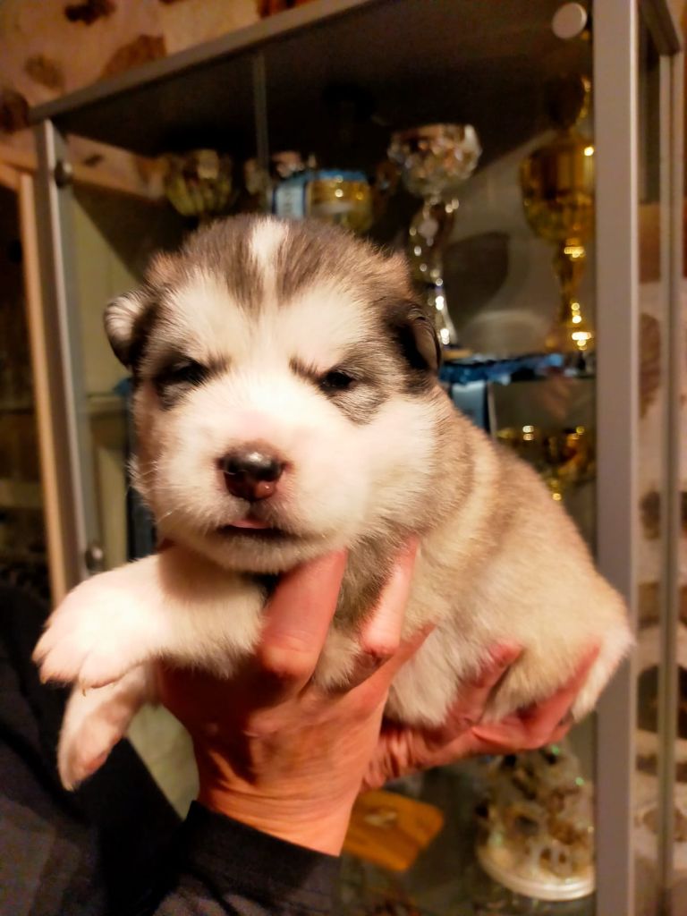 Of Legends Inupiak - Chiot disponible  - Alaskan Malamute