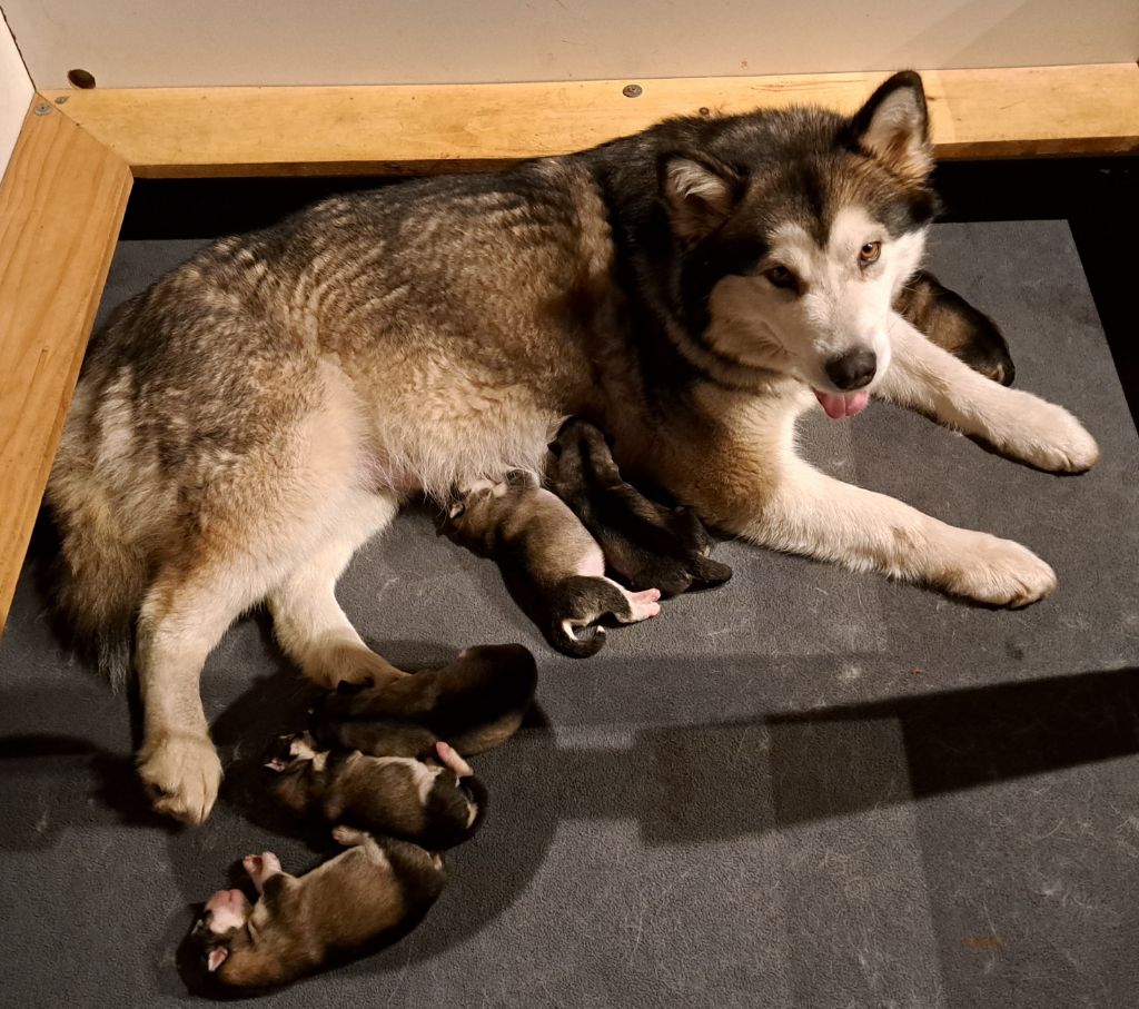 chiot Alaskan Malamute Of Legends Inupiak