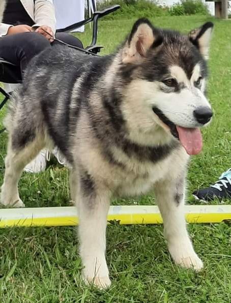 Polar star mystik Of Legends Inupiak