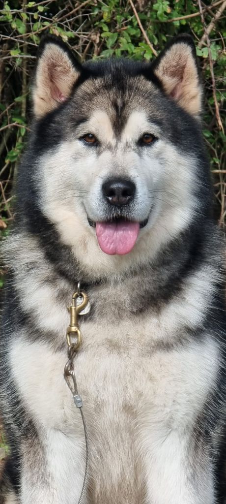 CH. Nanook Of Legends Inupiak
