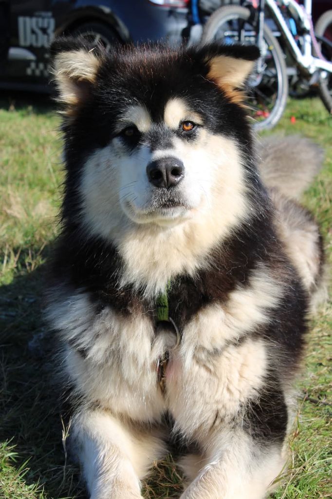 Tala Of Legends Inupiak
