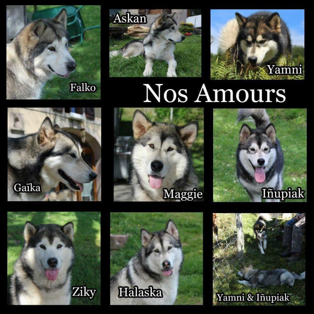 Nos chiens