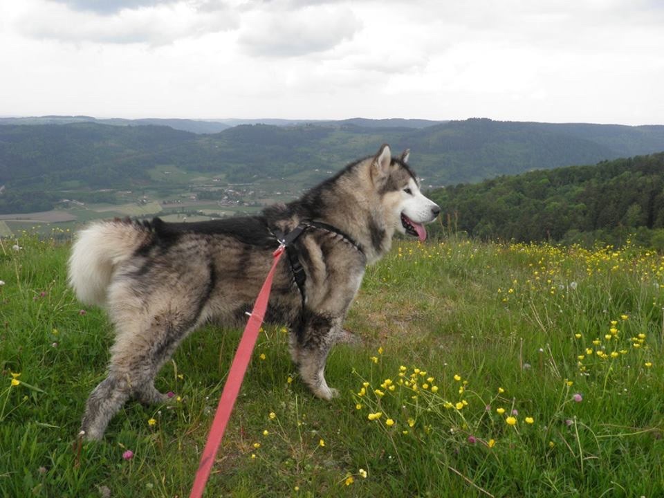 Blizzard de Rey la Montana Blanca