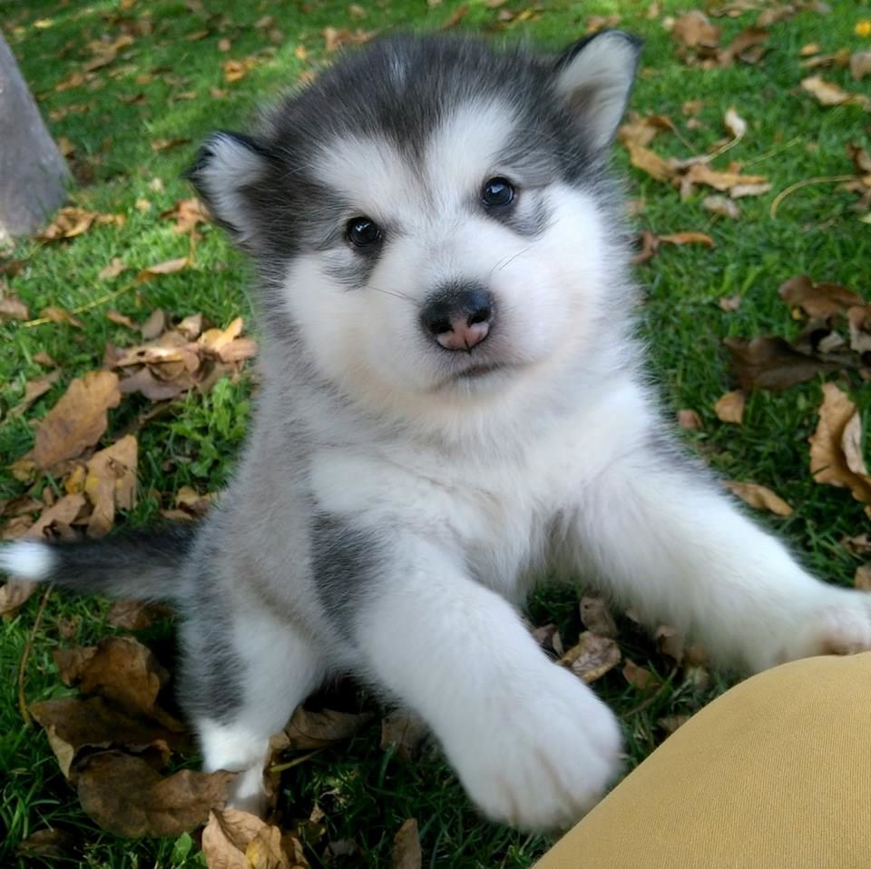 Of Legends Inupiak - Alaskan Malamute - Portée née le 28/08/2017
