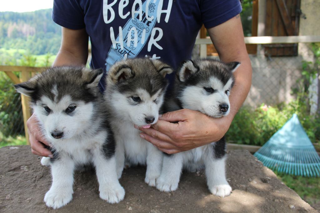 Of Legends Inupiak - Alaskan Malamute - Portée née le 11/06/2019
