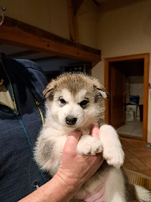 T'Chewie