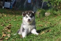 Nanook