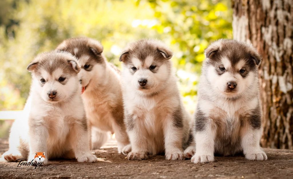 Of Legends Inupiak - Alaskan Malamute - Portée née le 01/07/2018