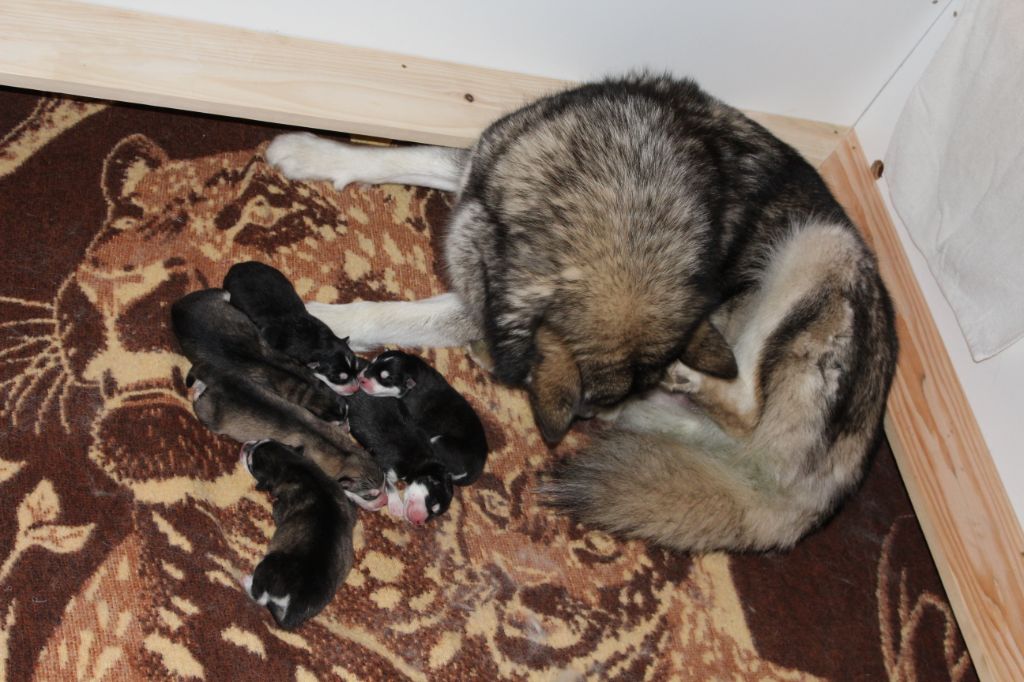 Of Legends Inupiak - Alaskan Malamute - Portée née le 01/06/2020